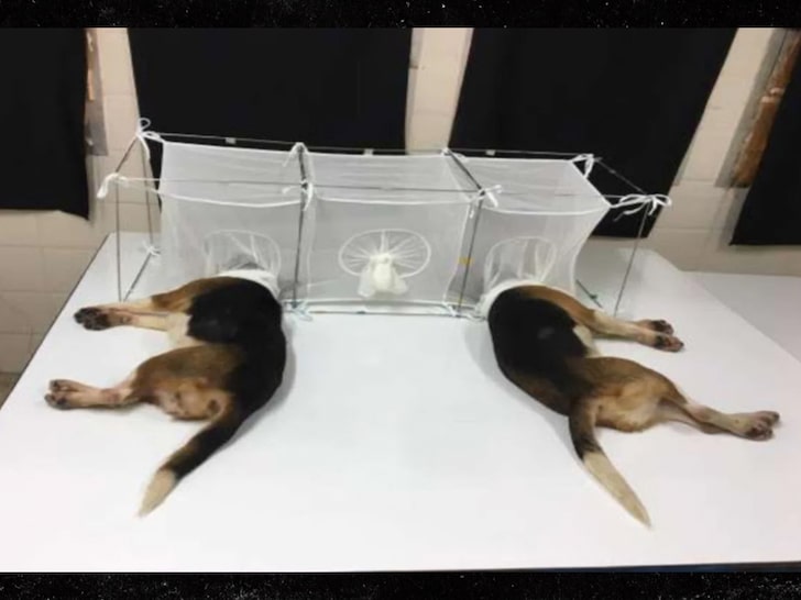 Anthony Fauci is under fire over claims his division of the National Institutes of Health sent a $375,800 grant to a lab in Tunisia to lock beagle puppies in cages so sand flies could eat the dogs alive.
